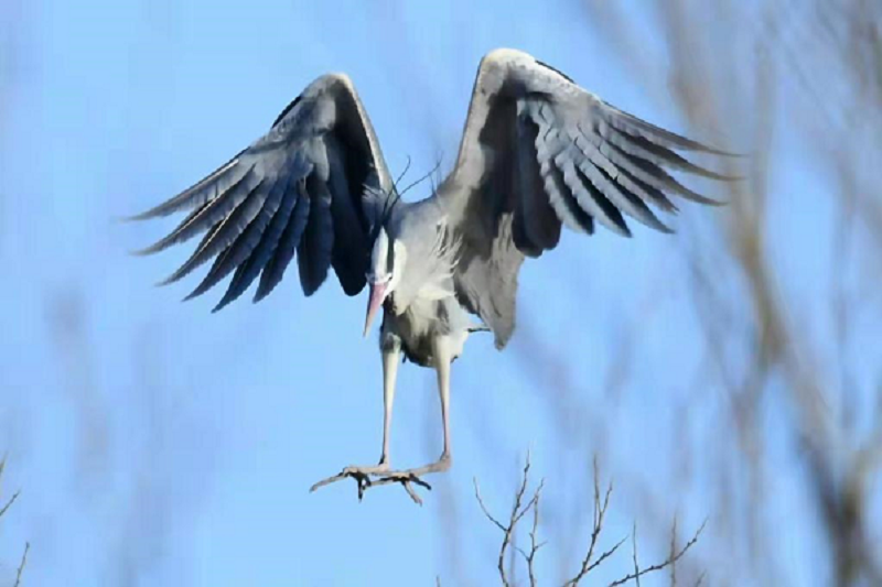 黃河岸邊“追鳥人”用鏡頭定格人鳥和諧